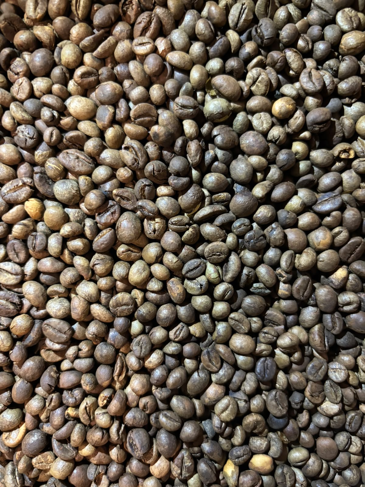 Café Robusta de Madagascar torréfaction artisanale – Image 3